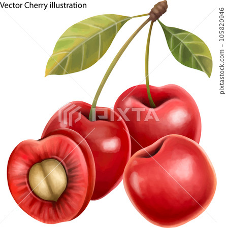 cherry red ripe plums with green leaves isolated on white background 105820946