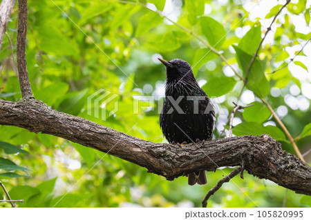 Blackbird sitting on a tree branch 105820995