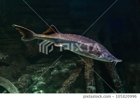Freshwater fish Kaluga, genus Beluga, sturgeon family Freshwater fish Kaluga, genus Beluga, sturgeon family 105820996
