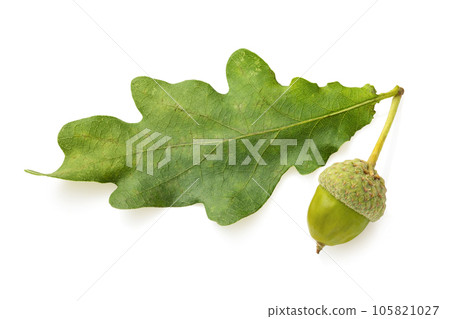 Oak leaf with acorn isolated on white background Oak leaf with acorn isolated on white background 105821027