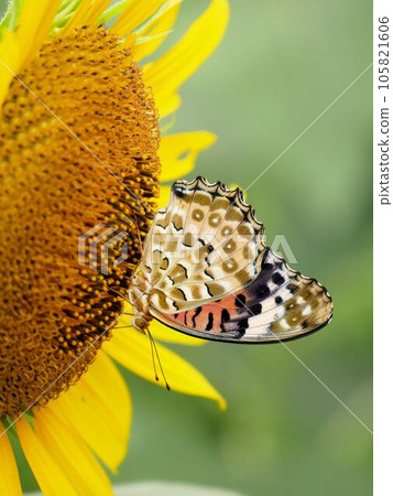 Black-winged fritillary sucking nectar from sunflowers (Sunflower field, Higashihara Site, Houda, Yamaga City, Kumamoto Prefecture) Black-winged fritillary sucking nectar from sunflowers (Sunflower field, Higashihara Site, Houda, Yamaga City, Kumamoto Prefecture) 105821606