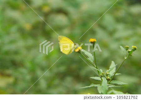 Flightless bear sucking flower nectar Flightless bear sucking flower nectar 105821702