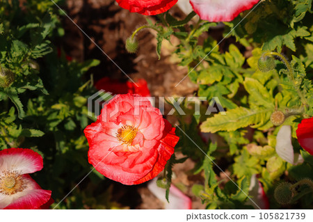 Chirley Poppy Chirley Poppy 105821739