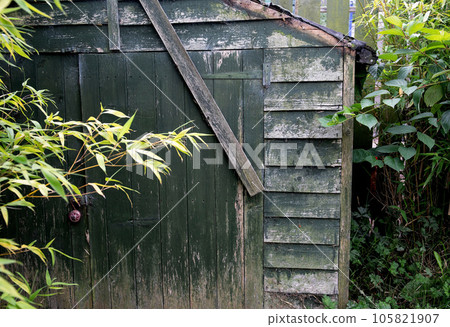 Dilapidated Old Timber Garden Shed with Plants and Weeds Dilapidated Old Timber Garden Shed with Plants and Weeds 105821907