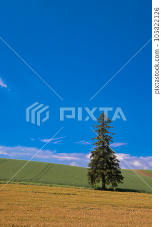 Summer Christmas tree tree Summer Christmas tree tree 105822126