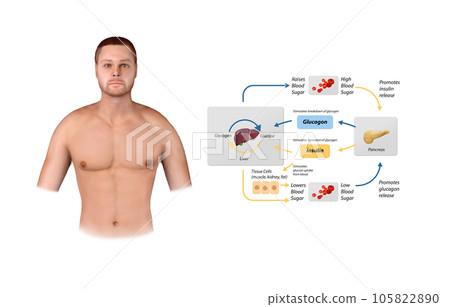 Blood sugar regulation illustration. Labeled process cycle scheme. Educational liver and pancreas diagram with glucose stimulation uptake and breakdown. Insulin release explanation infographic. 105822890