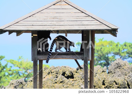 Tokyo, Izu Oshima, Oshima Park Zoo 105822968