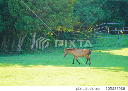 Blue Haze Farm, Izu Oshima, Tokyo - Stock Photo [105822986] - PIXTA