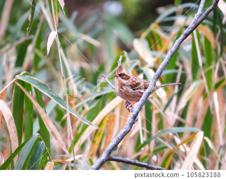 一隻雌性宮山鹀棲息在樹枝上 一隻雌性宮山鹀棲息在樹枝上 105823188