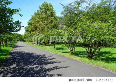 漫步真駒內公園(柏蘑菇廣場地區) 漫步真駒內公園(柏蘑菇廣場地區) 105823478