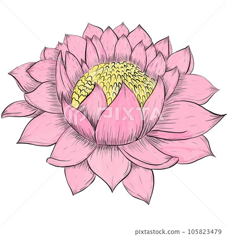 A lotus flower  105823479