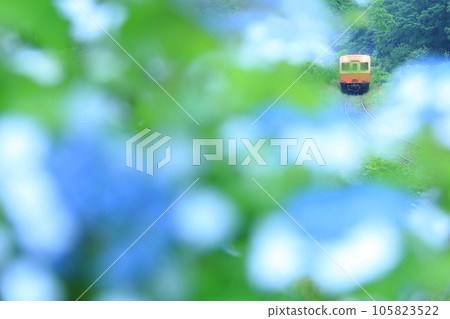 小湊鐵道 可愛的柴油卡其哈 200 穿過繡球花盛開的山谷 小湊鐵道 可愛的柴油卡其哈 200 穿過繡球花盛開的山谷 105823522