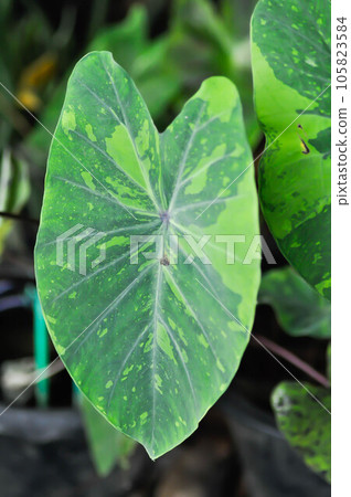 Colocasia esculenta, Lemon Lime Gecko or Colocasia or bicolor Colocasia Colocasia esculenta, Lemon Lime Gecko or Colocasia or bicolor Colocasia 105823584