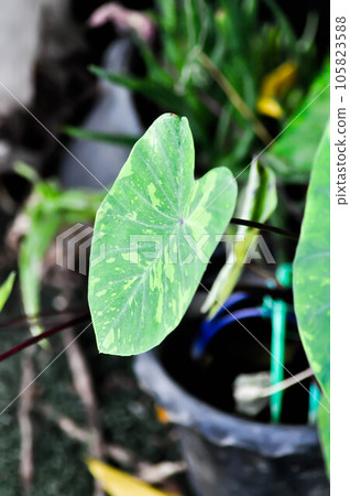 Colocasia esculenta, Lemon Lime Gecko or Colocasia or bicolor Colocasia Colocasia esculenta, Lemon Lime Gecko or Colocasia or bicolor Colocasia 105823588
