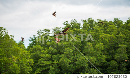 Brahminy kite red eagle fly at mangrove forest, Chanthaburi Brahminy kite red eagle fly at mangrove forest, Chanthaburi 105823680