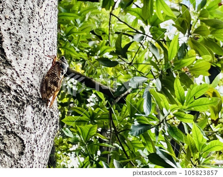 阿布拉蟬棲息在樹上_油蟬_夏日風景_暑假 105823857