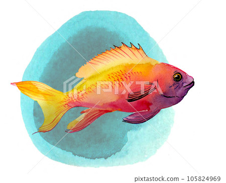 Reef fish on blue background. Hand-drawn watercolor painting Reef fish on blue background. Hand-drawn watercolor painting 105824969