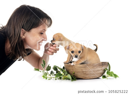 chihuahuas and woman in studio 105825222