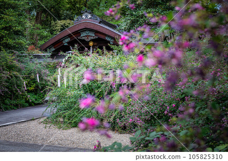 Autumn in Kyoto, looking at the main shrine in full bloom at Hagi no Miya Nashinoki Shrine 105825310