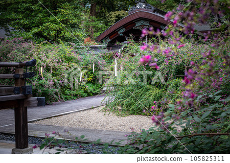 Autumn in Kyoto, looking at the main shrine in full bloom at Hagi no Miya Nashinoki Shrine 105825311