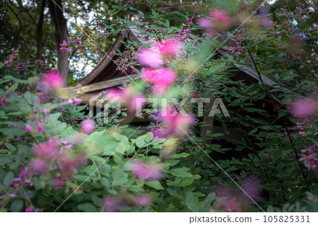 秋天的京都，“萩之宮”梨木神社正殿前的萩盛開 105825331