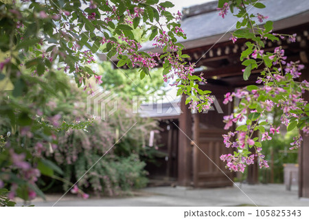 秋天的京都,“萩之宮”梨木神社,從紅白萩盛開的院內眺望中門 秋天的京都,“萩之宮”梨木神社,從紅白萩盛開的院內眺望中門 105825343