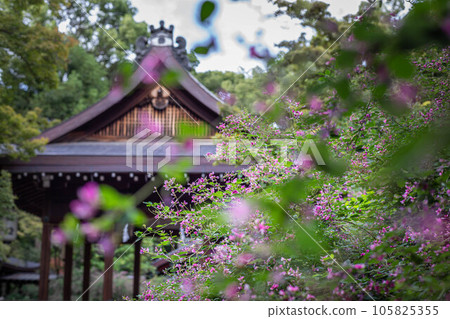 Autumn in Kyoto, "Hagi no Miya" Nashinoki Shrine, looking at the worship hall in the precincts covered with Hagi in full bloom Autumn in Kyoto, "Hagi no Miya" Nashinoki Shrine, looking at the worship hall in the precincts covered with Hagi in full bloom 105825355