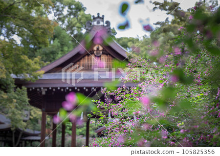 Autumn in Kyoto, "Hagi no Miya" Nashinoki Shrine, looking at the worship hall in the precincts covered with Hagi in full bloom 105825356