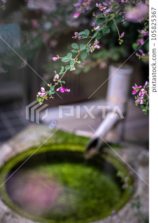 Autumn in Kyoto, "Hagi no Miya" Nashinoki Shrine, the only existing "Kyoto Three Famous Waters" Somei Water Basin in full bloom Autumn in Kyoto, "Hagi no Miya" Nashinoki Shrine, the only existing "Kyoto Three Famous Waters" Somei Water Basin in full bloom 105825367