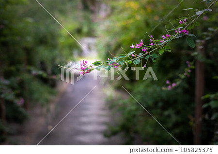 Autumn in Kyoto, "Hagi no Miya" Nashinoki Shrine, a branch of red clover blooming on the stone-paved approach Autumn in Kyoto, "Hagi no Miya" Nashinoki Shrine, a branch of red clover blooming on the stone-paved approach 105825375