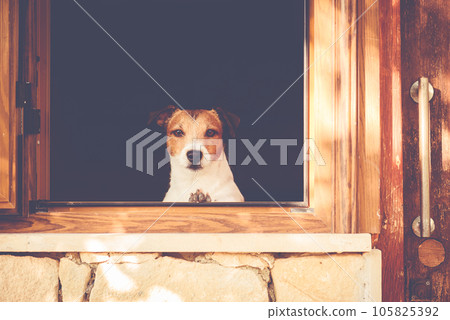 Dog looking through window wants to go for a walk but must stay at home 105825392