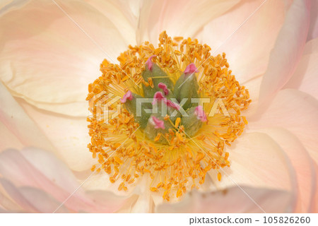 珊瑚魅力牡丹 珊瑚魅力牡丹 105826260