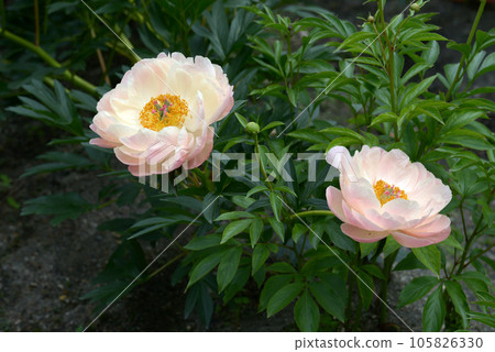 pink giant peony pink giant peony 105826330