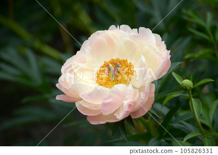 pink giant peony pink giant peony 105826331