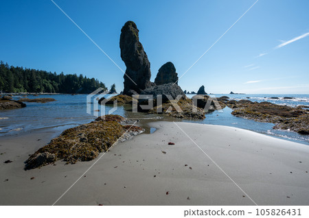 Tide pools and seaweed at low tide at Point of Arches in Olympic National Park. 105826431