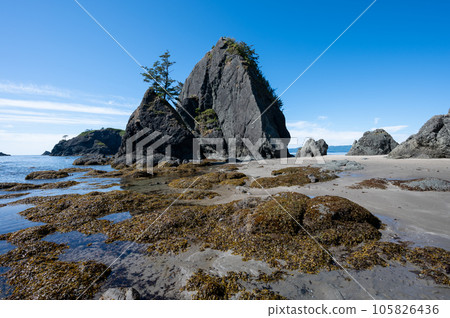 Tide pools and seaweed at low tide at Point of Arches in Olympic National Park. 105826436