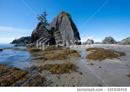 Tide pools and seaweed at low tide at Point of Arches in Olympic National Park. 105826438