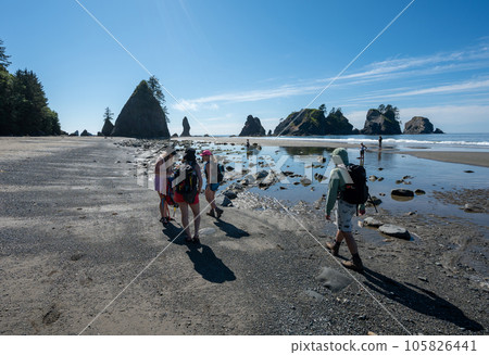 Hikers on Shi Shi Beach Trail near Neah Bay, Washington on sunny summer day. Hikers on Shi Shi Beach Trail near Neah Bay, Washington on sunny summer day. 105826441