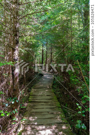 Primitive boardwalk on Shi Shi Beach Trail in Olympic National Park, Washington. 105826471