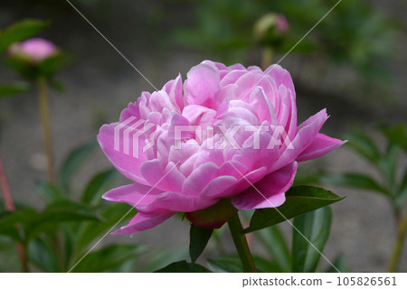 Xi Shi powder peony 105826561