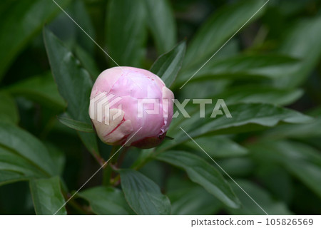 陽炎花蕾牡丹 105826569