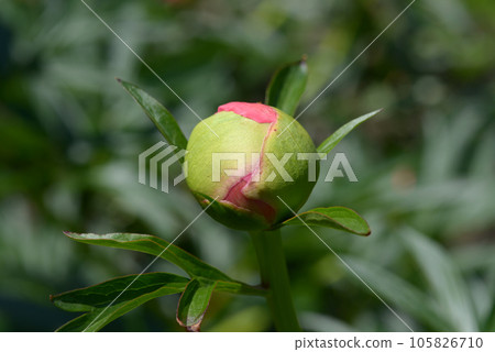 Coral Sunset Bud Peony 105826710