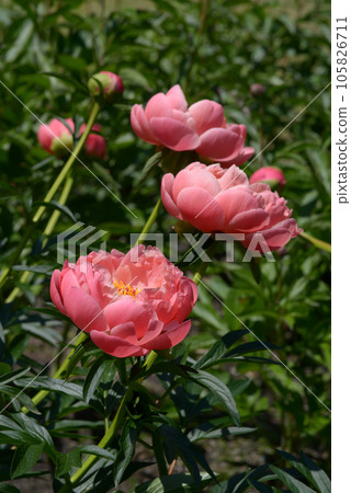 Coral Sunset Peony 105826711