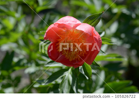 Coral New Gold Peony Coral New Gold Peony 105826722