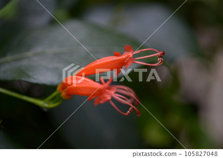 Esquinantus 105827048