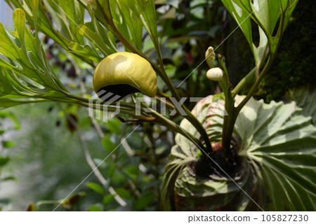 比覺志田·雷德利·懷爾德 105827230