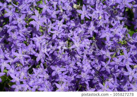 Campanula garganica flower pattern Campanula garganica flower pattern 105827278