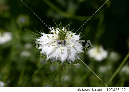 Black clover Black clover 105827412