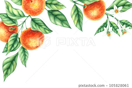 Watercolor tangerine rectangular hand-drawn background Watercolor tangerine rectangular hand-drawn background 105828061