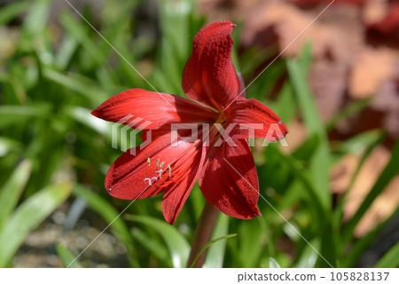 hippea queria 105828137